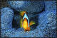 "Clownfish In Blue Anemone" Framed Canvas Giclee by Barathieu Gabriel, 37x25"