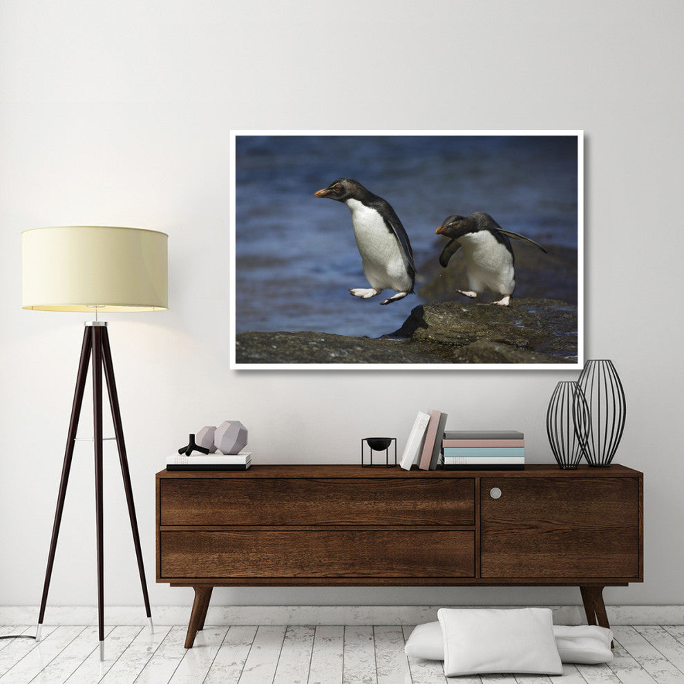 "Rockhopper Penguin hopping, New Island, Falkland Islands" Paper Art, 62"x42"