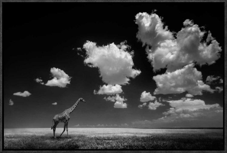 "Gone With The Clouds" Framed Canvas Giclee by Alberto Ghizzi Panizza, 23x15"