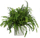 Live 2' Fern 'Kimberly Queen' Package, White