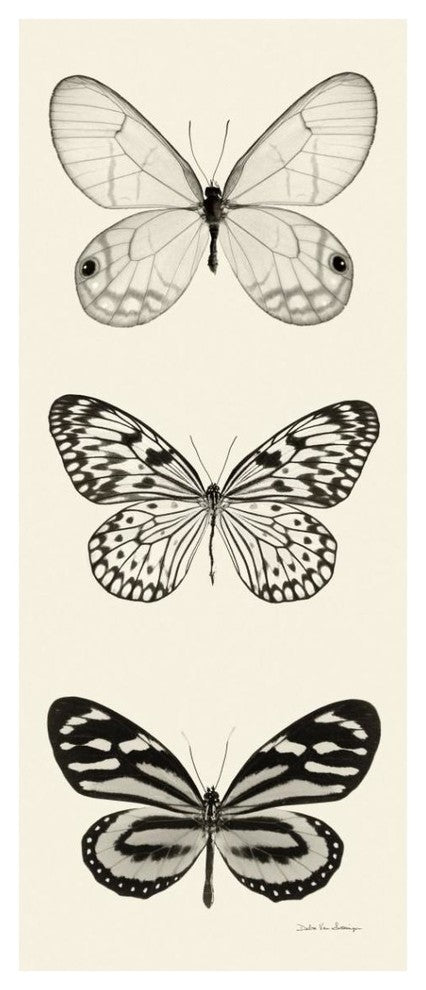 "Butterfly - BW Panel II" Digital Paper Print by Debra Van Swearingen, 18"x42"