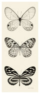 "Butterfly - BW Panel II" Digital Paper Print by Debra Van Swearingen, 18"x42"