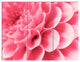 Pink Abstract Flower Petals, Floral Triptych Canvas Art Print, 36x28, 3 Panels