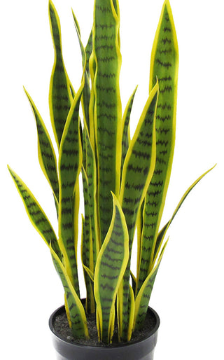 White background with a cropped/zoomed view of the plant (alternate white close).