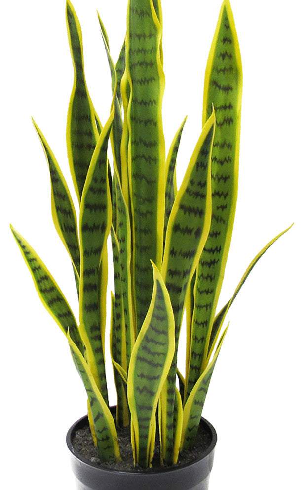 White background with a cropped/zoomed view of the plant (alternate white close).