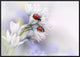 "Ladybirds" Framed Canvas Giclee by Ellen Van Deelen, 31x22"