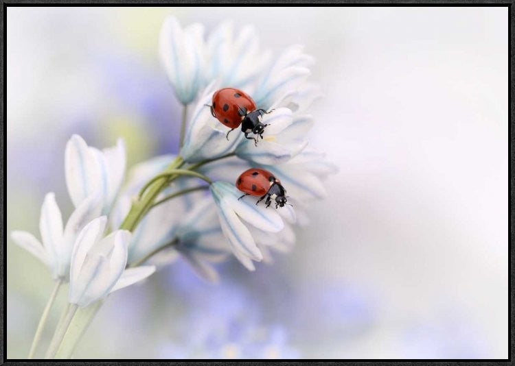 "Ladybirds" Framed Canvas Giclee by Ellen Van Deelen, 31x22"