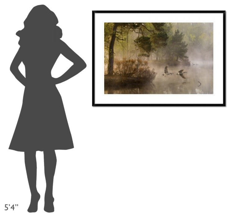"Goose Fight" Framed Digital Print by Anton Van Dongen, 44x32"