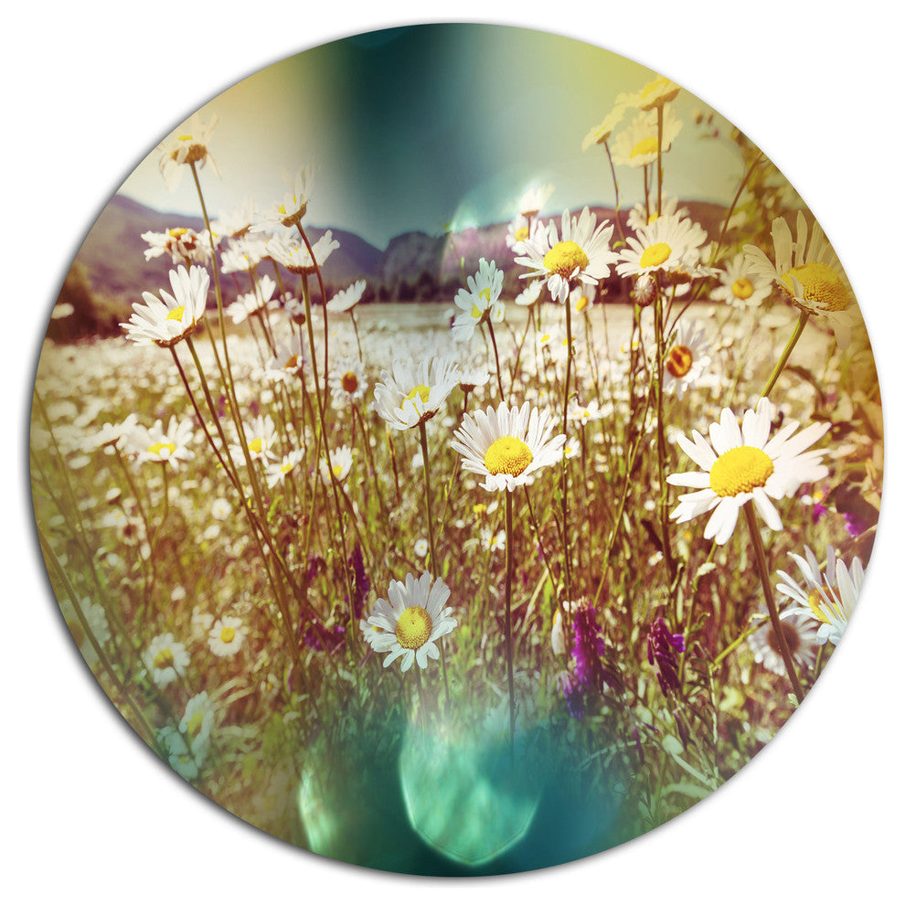 Chamomile Flowers In Summer Garden, Landscape Round Metal Wall Art, 11"