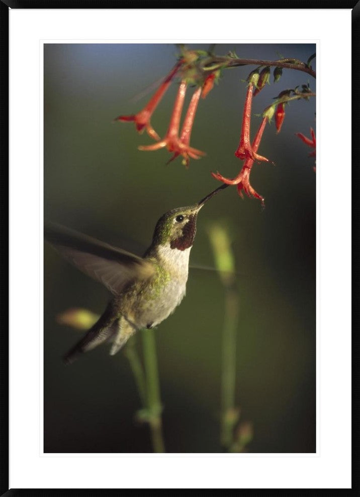 Broad-Tailed Hummingbird Feeding On Scarlet Gilia Flowers, New Mexico, 30"x42"