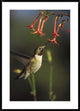 Broad-Tailed Hummingbird Feeding On Scarlet Gilia Flowers, New Mexico, 30"x42"