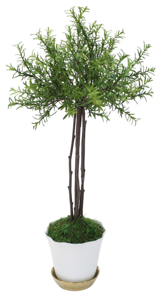 Small Thyme Tree in White Pot with Gold Saucer