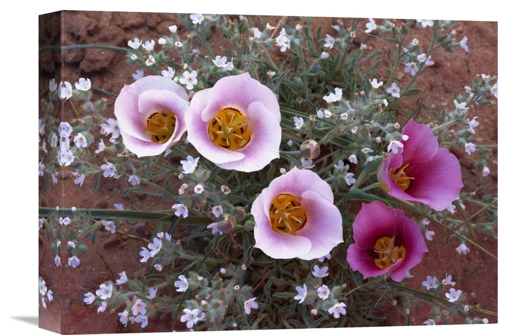 "Sego Lily Group, With Edible Root, Canyonlands National Park, Utah" Artwork