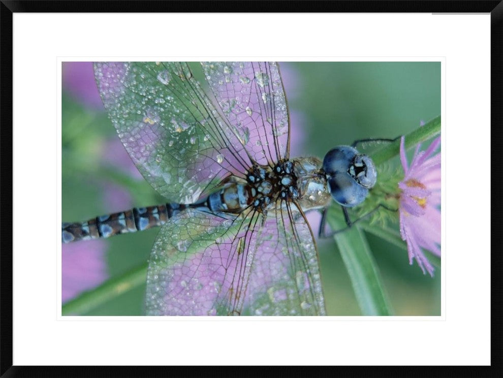Southern Hawker Dragonfly Close-Up, On Stem, New Mexico, 30"x22"
