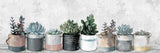 "Wild Succulents, Pots" Painting Print on Wrapped Canvas