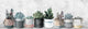 "Wild Succulents, Pots" Painting Print on Wrapped Canvas