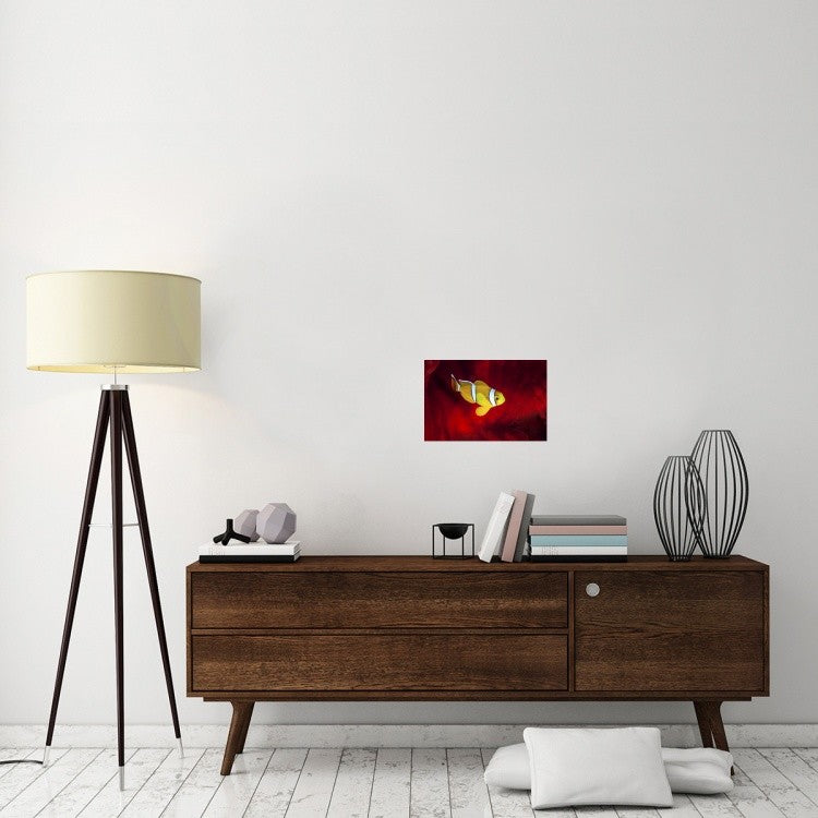 "Clownfish" Stretched Canvas Giclee by Barathieu Gabriel, 18x12"