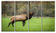 Trophy Bull Elk in Green Grassland, Animal Canvas Artwork, 48"x28", 4 Panels