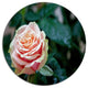 Red And Orange Rose Flower Close-Up, Floral Round Wall Art, 36"
