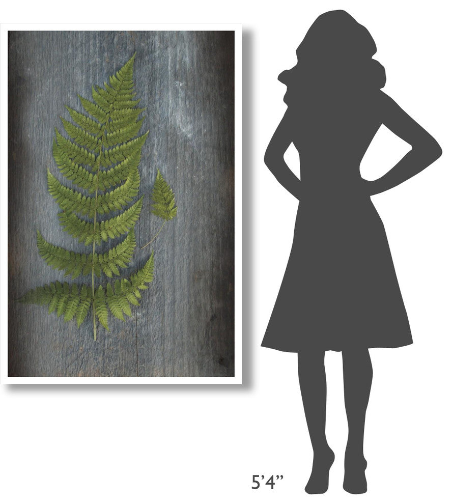 "Woodland Fern V" Digital Paper Print by Sue Schlabach, 34"x50"