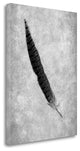 "Feathers - 8" By Alan Blaustein, Giclee Print on Gallery Wrap Canvas
