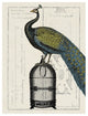 "Peacock Birdcage II" Digital Paper Print by Sue Schlabach, 32"x42"