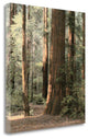 "Redwoods 2" By Laura Culver, Giclee Print on Gallery Wrap Canvas, Ready to Hang