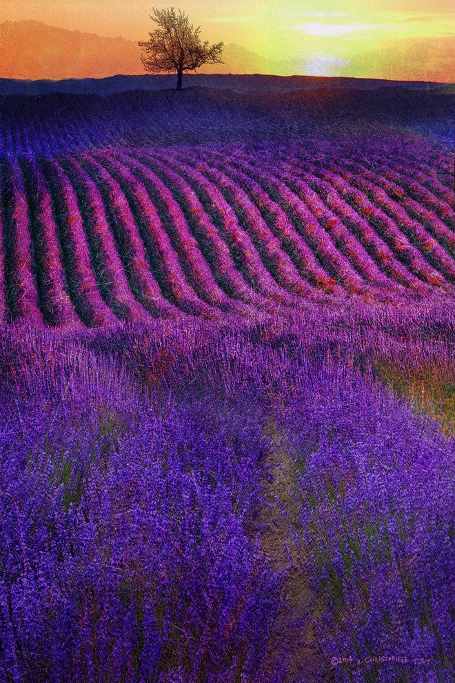 "High Summer Lavenders" Painting Print on Canvas by Chris Vest