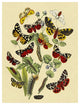 "Moths: N. Plantaginis, A. Purpurea, et al." Paper Print by W. F. Kirby, 20"x26"