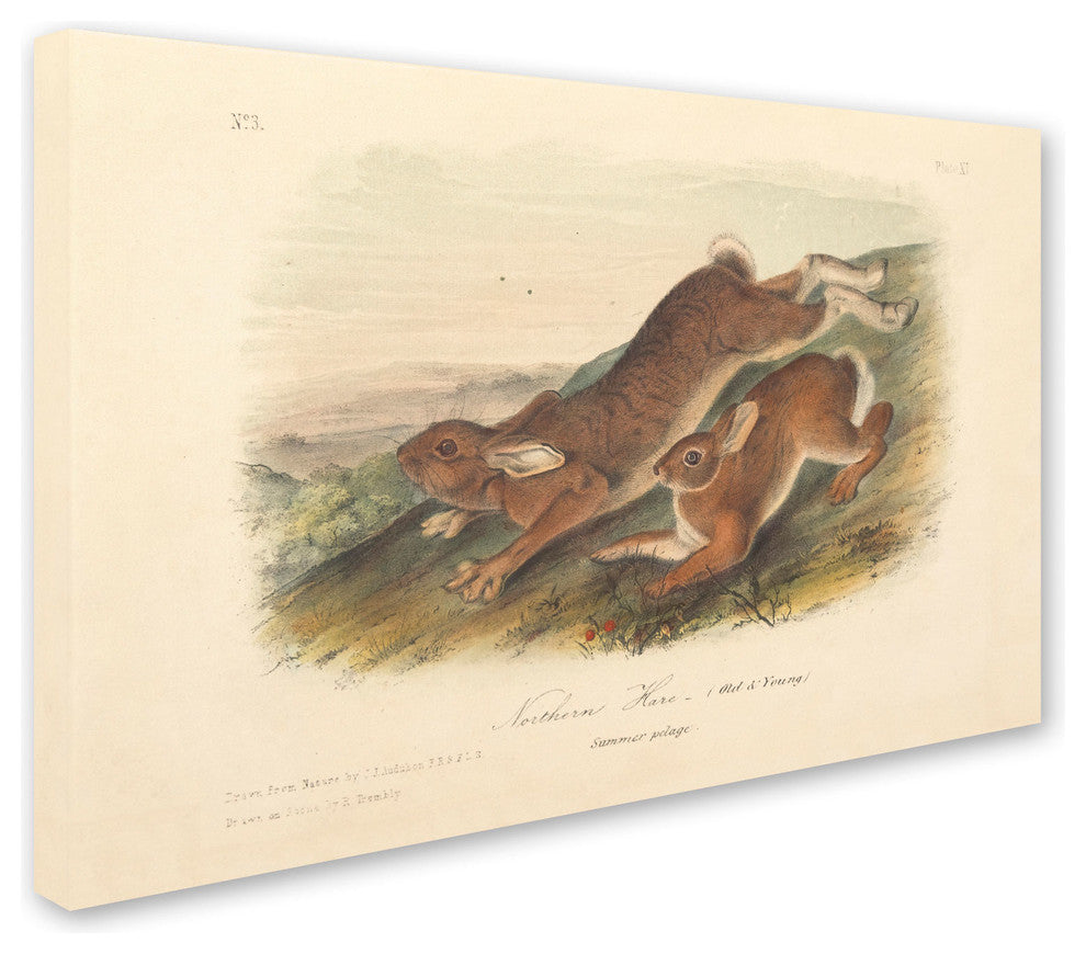 'Northern Hare' Canvas Art by John James Audubon
