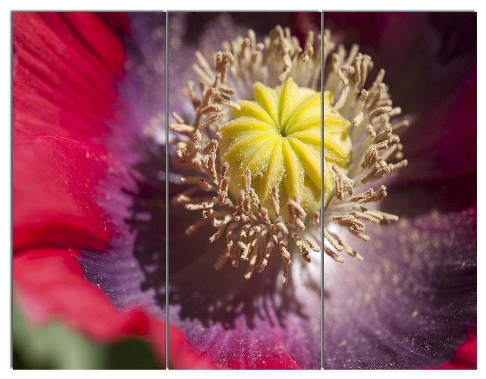 Colorful Opium Poppy Flower Photo, Flowers Canvas Wall Artwork, 36x28, 3 Panels