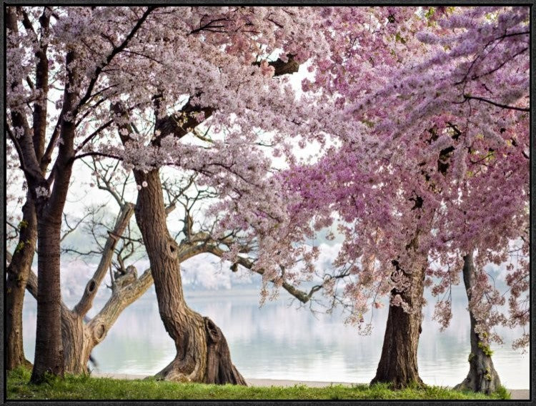 "Cherry trees bloom, Washington, USA" Framed Canvas Giclee by Anonymous, 33x25"
