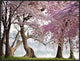 "Cherry trees bloom, Washington, USA" Framed Canvas Giclee by Anonymous, 33x25"