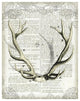 "Regal Antlers on Newsprint I" Digital Paper Print by Sue Schlabach, 24"x30"