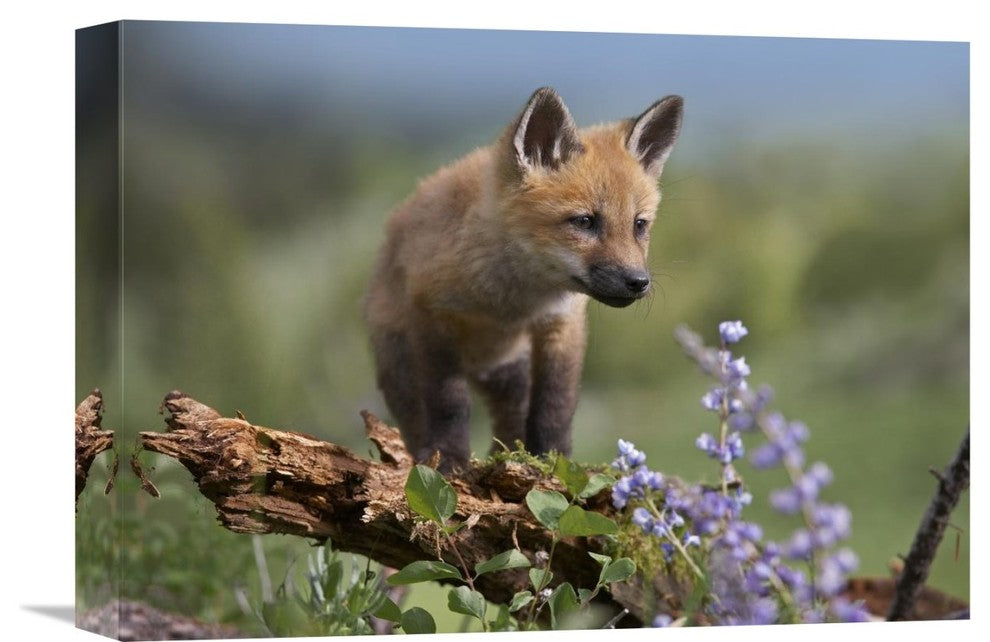 "Red Fox kit climbing, North America" Canvas Giclee by Tim Fitzharris, 16"x12"