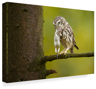 Milan Zygmunt 'Little Owl' Canvas Art, 24"x16"