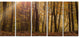Dense Forest in Rays of Rising Sun, Forest Canvas Art Print, 60"x28", 5 Panels
