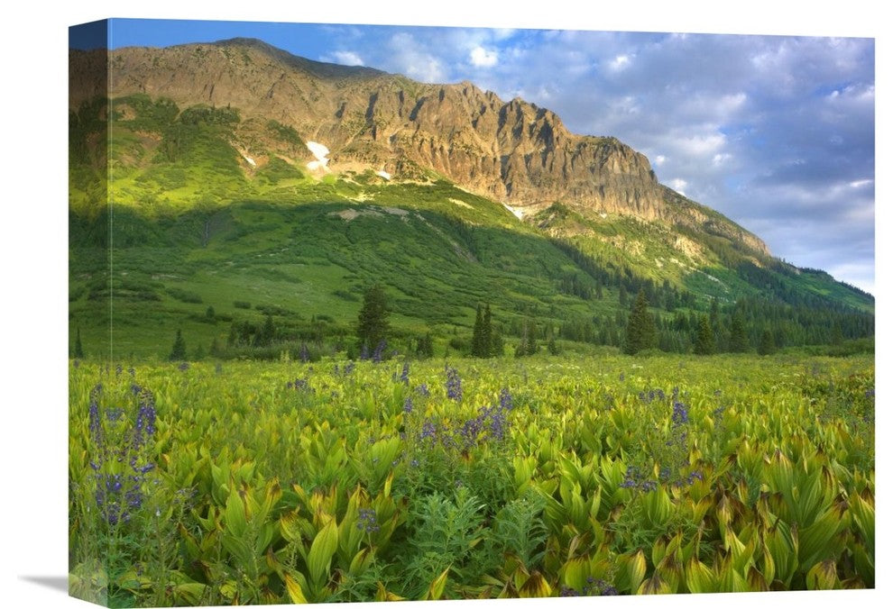 "Gothic Mountain Overlooking Meadow Near Crested Butte, Colorado" Artwork