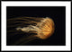 Northern Sea Nettle Jellyfish Northern Pacific Ocean, 42"x30"