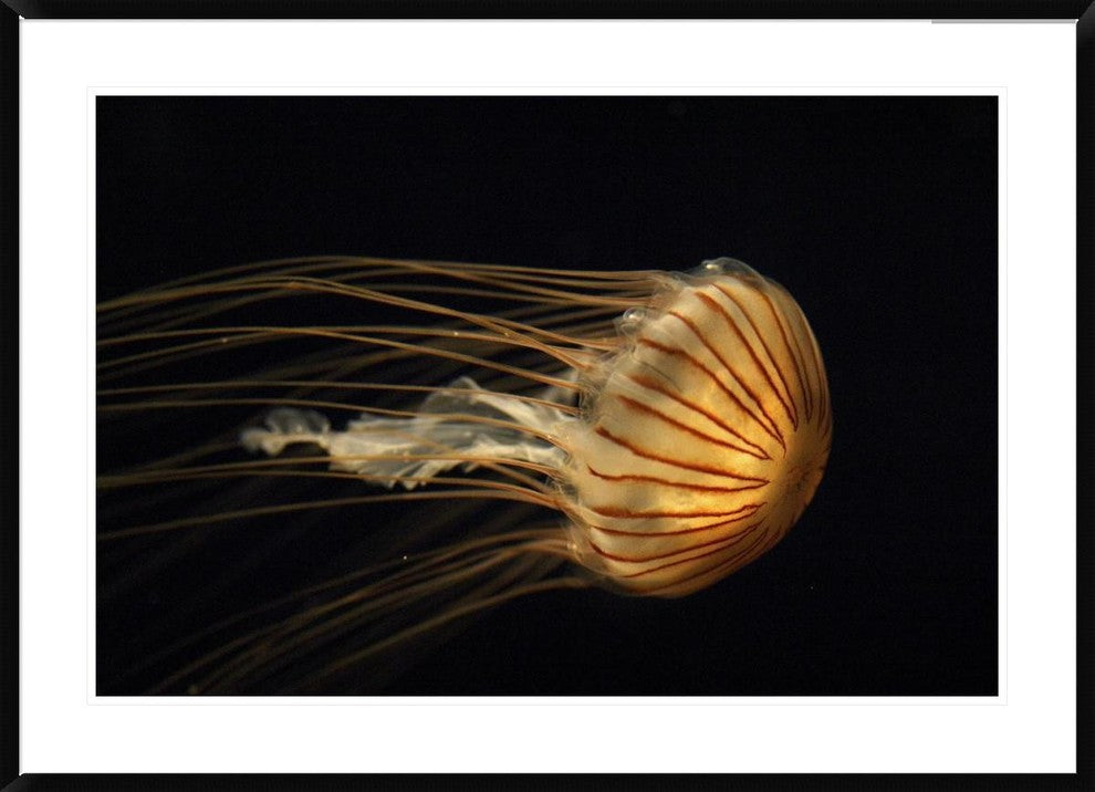 Northern Sea Nettle Jellyfish Northern Pacific Ocean, 42"x30"