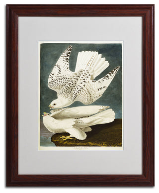 'Iceland or Jer Falcon' Matted Framed Canvas Art by John James Audubon