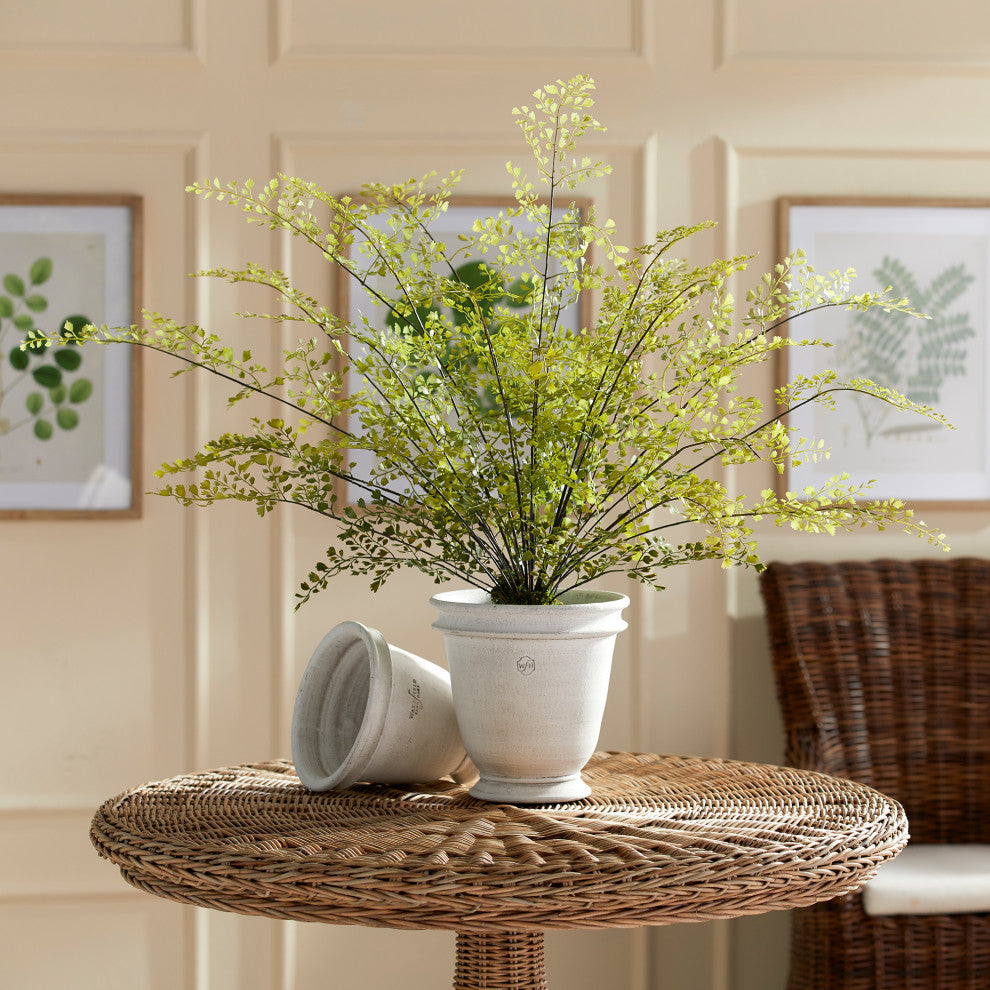 Maidenhair Drop-In 30"