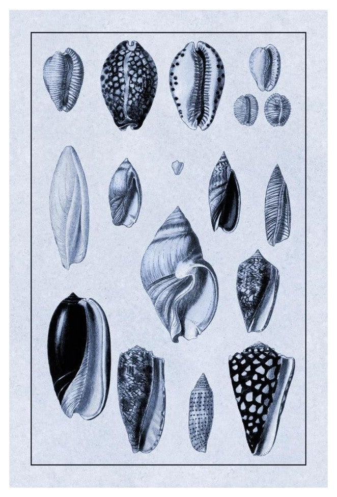 "Shells: Convoltae and Orthocerata (Blue)" Paper Print by G.B. Sowerby, 22"x32"