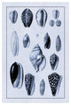 "Shells: Convoltae and Orthocerata (Blue)" Paper Print by G.B. Sowerby, 22"x32"