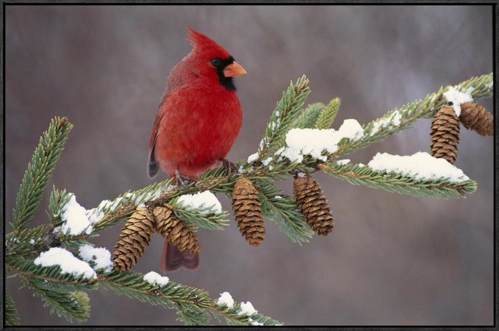 "Northern Cardinal male, South Lyon, Michigan"  by Steve Gettle, 37x25"