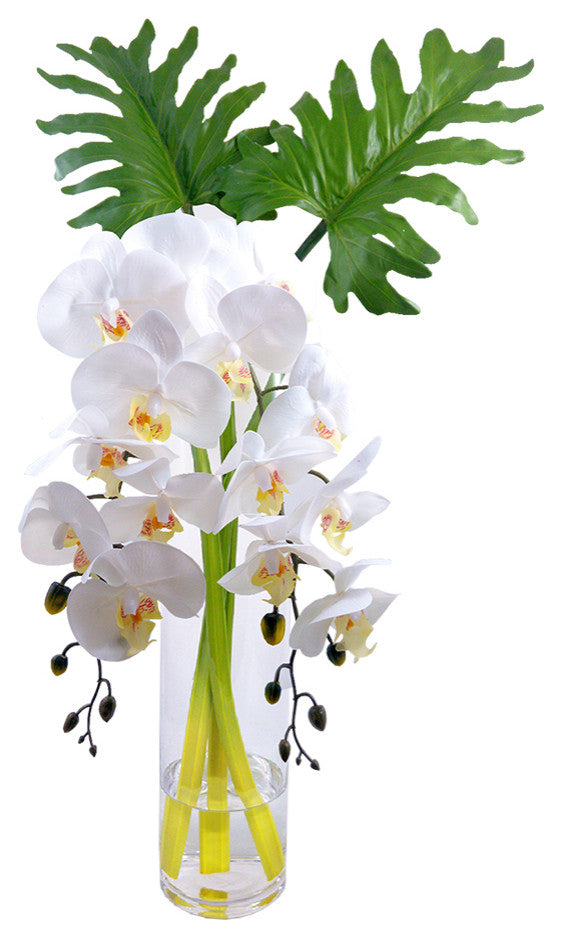 Phalaenopsis Orchid With Xanadu Leaves in 16" Cylinder Vase, White