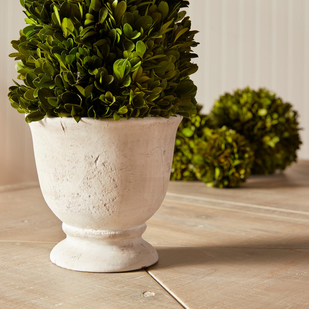 Boxwood Cone Topiary, Pot