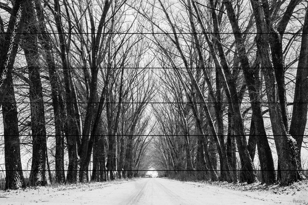 "Rows of Trees" Print on White Wood, 60"x40"