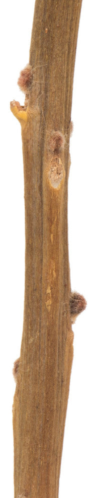 Vickerman 12" Natural Baxteri, Banksia Flower With Stem, Dried