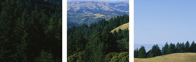 "Trees on a landscape, Mt Tamalpais, Marin County, California" Canvas Art, 60...